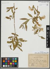 Foto von Salix alba subsp. micans (Andersson) Rech. f.